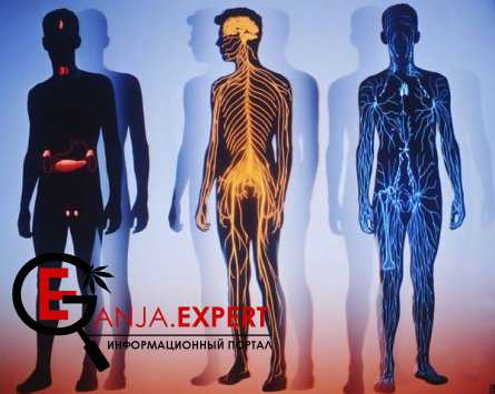 Эффект конопли на человека