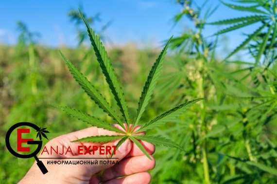 Лист конопли