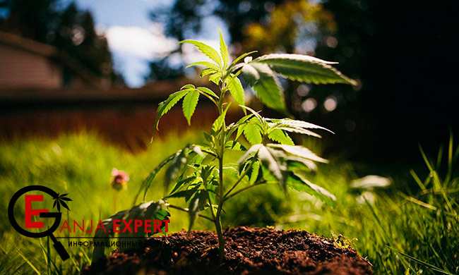 Анатомия конопли