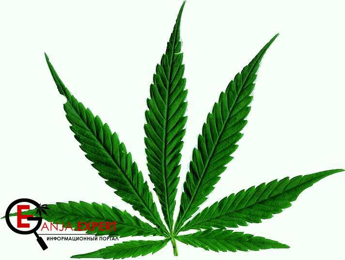 Новинки конопли