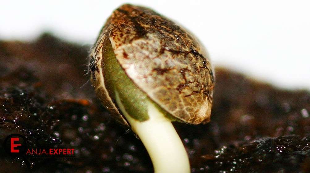 Что такое феминизированные семена каннабиса