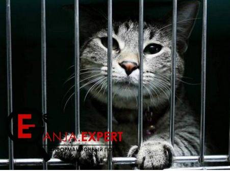 Кот помогал транспортировать марихуану