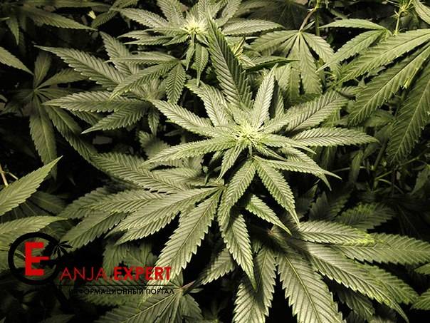 Если бы каннабис стал легальным