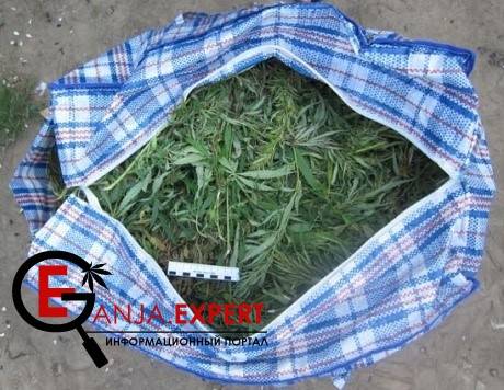 Девушку задержали в аэропорту с сумкой каннабиса