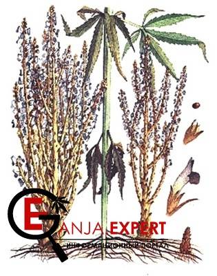 Заразиха ветвистая конопляная