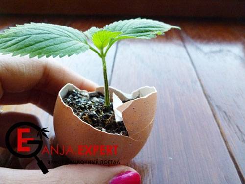 Семена конопли можно прорастить в яйце с землей