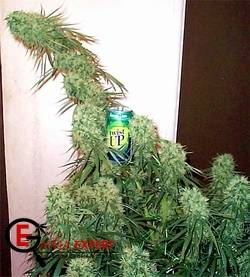 Методика глубоководных культур - выращивание марихуаны