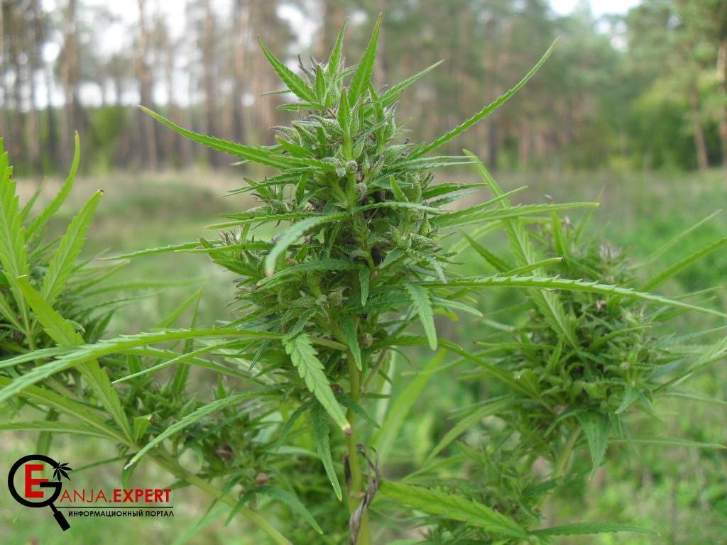Марихуана рудералис (Ruderalis)