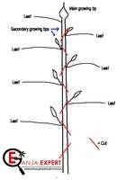Нужно обрезать основу точки роста под углом 45 градусов