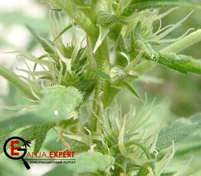 Равномерное созревание конопли