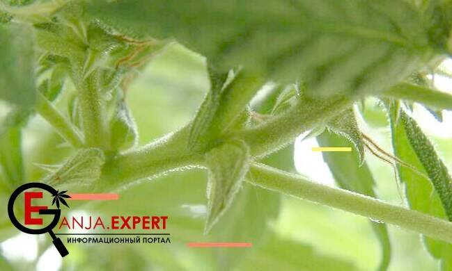 Когда пестики отмирают, сухие волоски конопли легко обламываются и падают на землю
