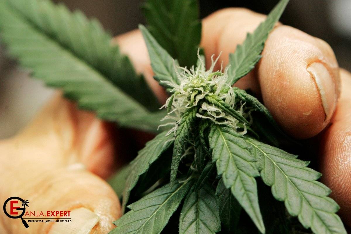 Надо ли убирать листки с растений конопли?