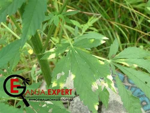 Минеральные гусеницы вредители конопли