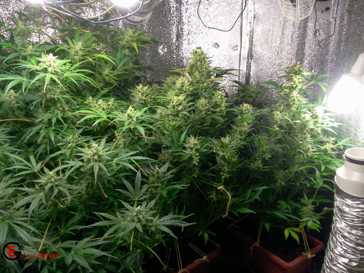 Исторические факты о гидропонике