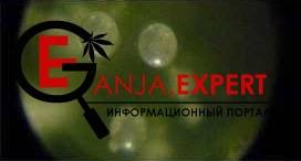 Мутные трихомы конопли