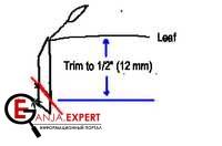 Подрезать нижний конец черенка для входа в субстрат для клонирования