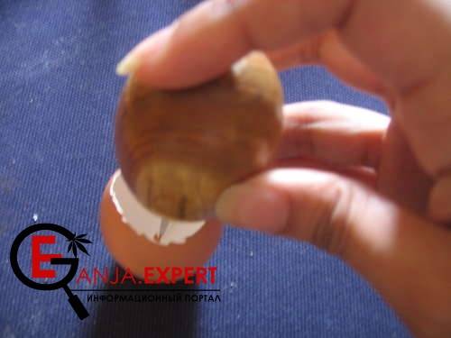 Семена конопли можно прорастить в яйце с землей