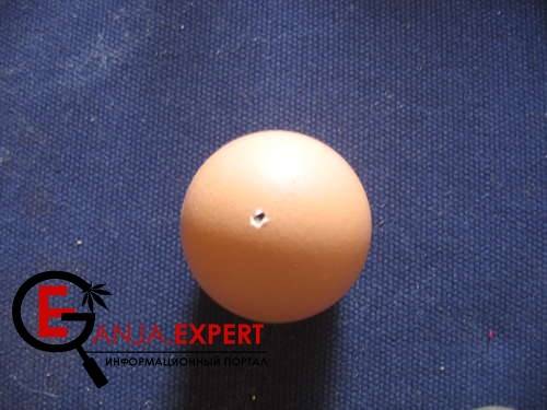 Семена конопли растут в яйце