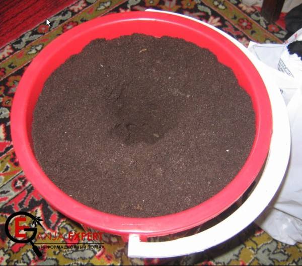 Большому растению конопли большой горшок