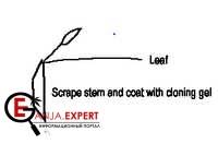 Нужно обнажить флоэму, чтобы это сделать требуется держать черенок за черешок листа