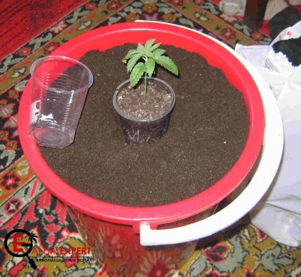 Большому растению конопли большой горшок