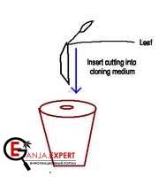 Ставится стебелек в субстрат для клонирования конопли