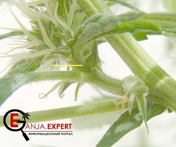 Молодые пестики конопли