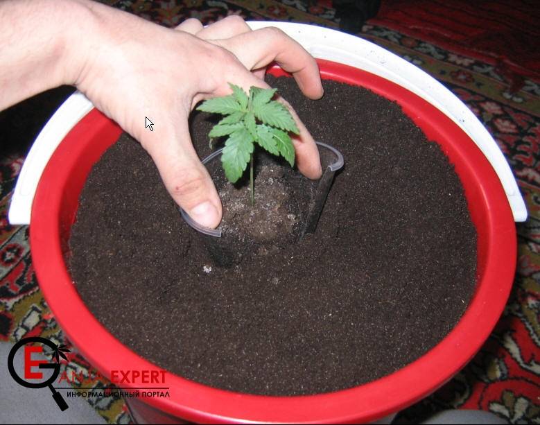 Все содержимое стаканчика аккуратно вынимается для посадки конопли в горшок