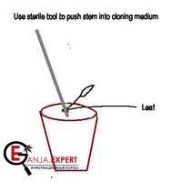 Для помещения клона конопли в субстрат используется стерильный инструмент