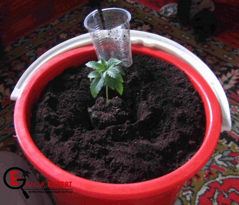 Все содержимое стаканчика аккуратно вынимается для посадки конопли в горшок