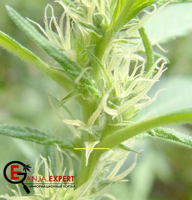 Стипулы марихуаны