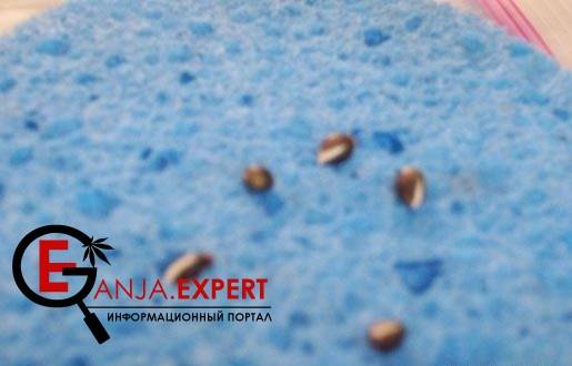 Результат методики D. Sanches для культивации конопли