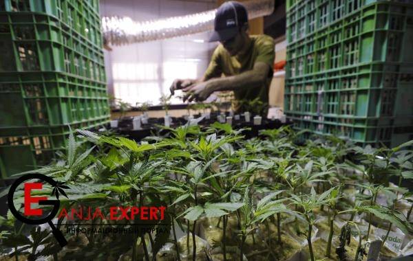 Переход выращивания конопли на гидропонику