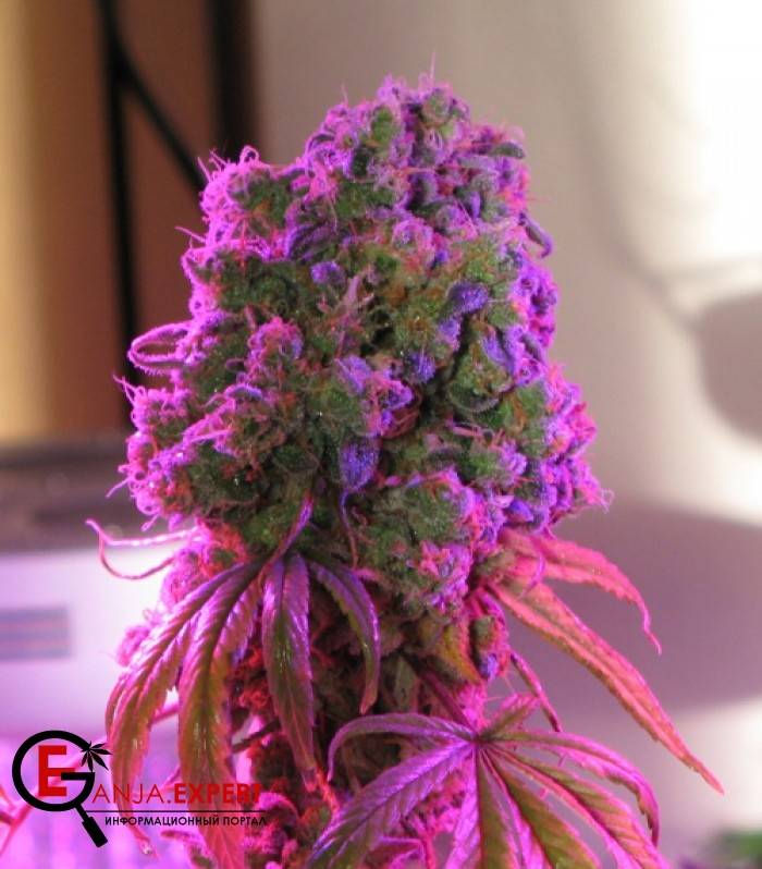 Структура конопляного цветка