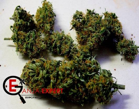 Быстрое сушение шишек марихуаны