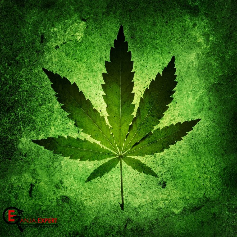 Хороша ли предварительная промывка конопли