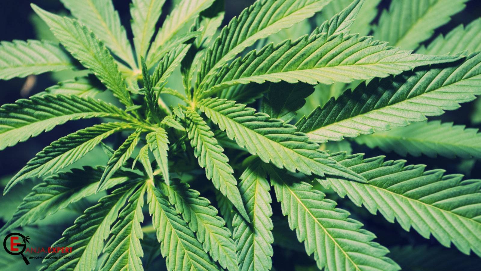 Десиканты осушители конопли