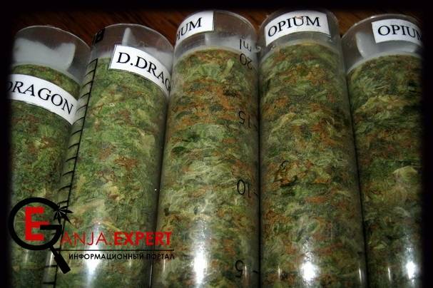 Как провести пролечку конопли в шприцах