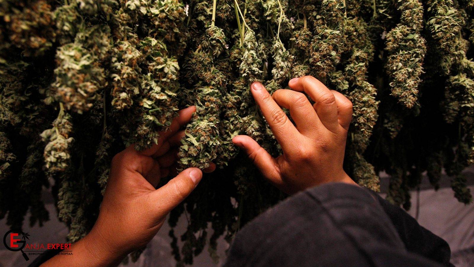 Правильное сушение шишек конопли