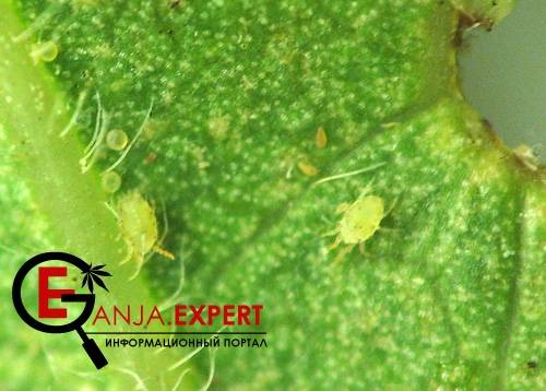 Проблема с паутинным клещом