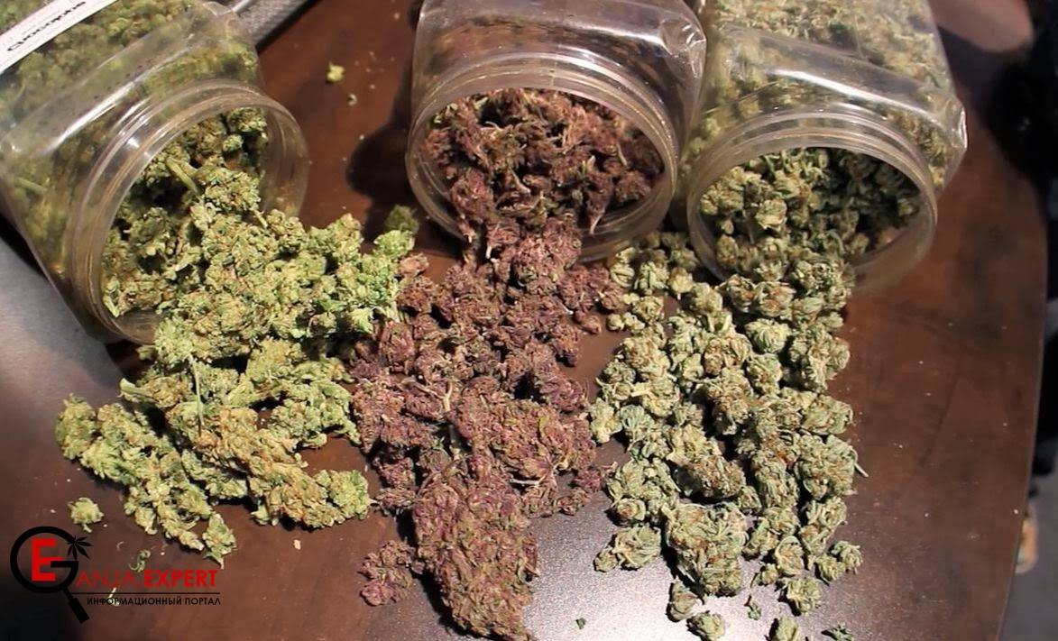 Пролечка шишек конопли