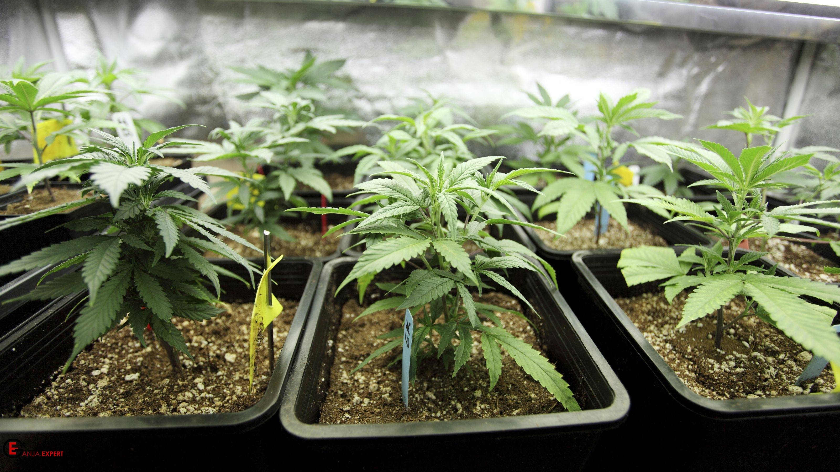 Прорастание зерен в крупных горшках и риск перелива