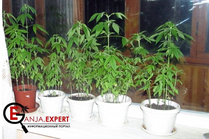 Правда ли, что вырастить марихуану на подоконнике реально?