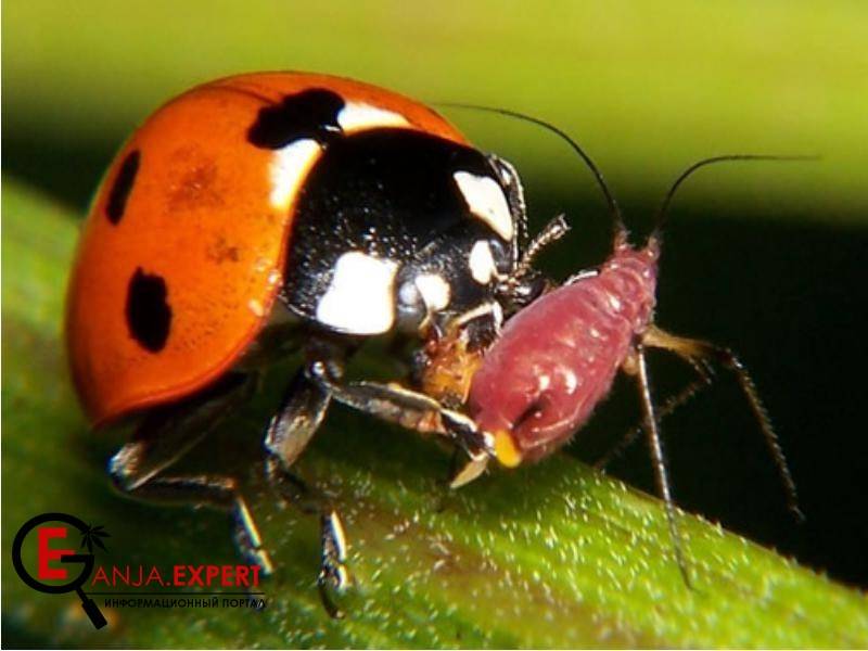 Божьи коровки помогут от клеща