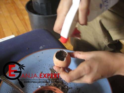 Возьмите яйцо и аккуратно в него засыпьте подготовленную почву