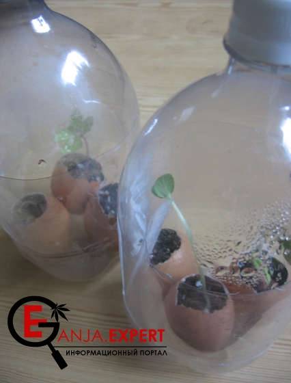 Парник для яиц где растут семена конопли