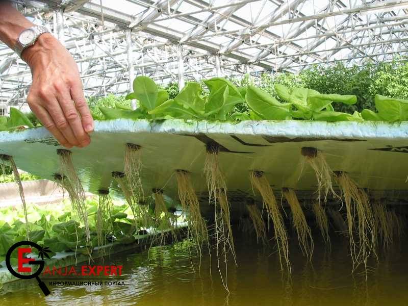 Как можно собрать глубоководную систему для конопли