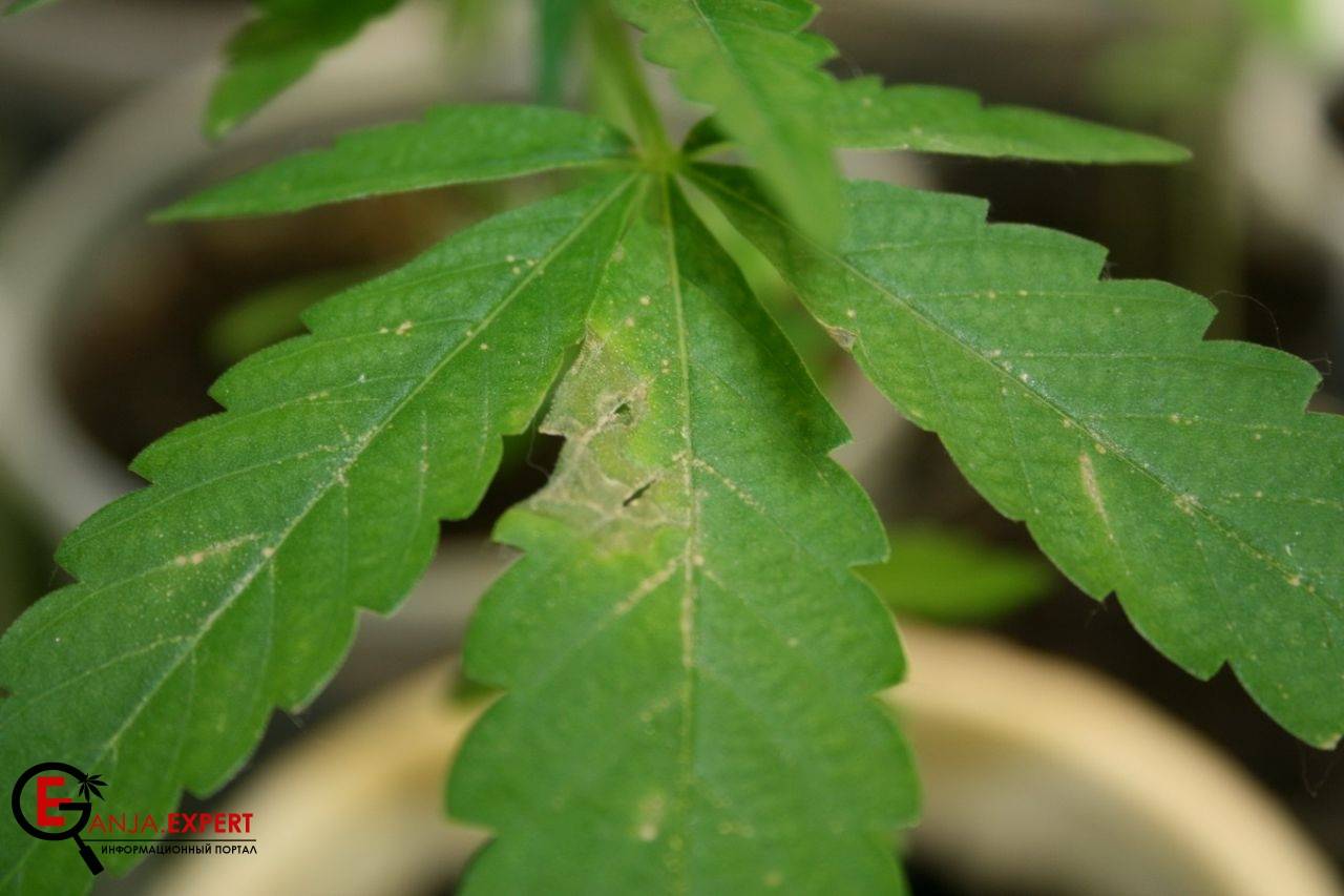 Энциклопедия вредителей конопляных культур (часть 2)