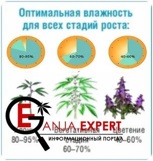 Влажность в помещении – значимость для растения марихуаны