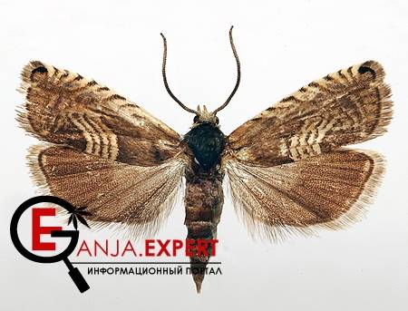 Плодожорка (лиственная) конопляная